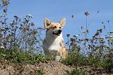 CORGI PEMBROKE 339